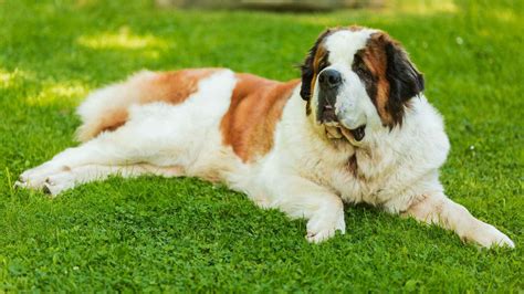 7 Extra-Large Dog Breeds: Gentle Giants With Big Hearts EN Pet YOLO
