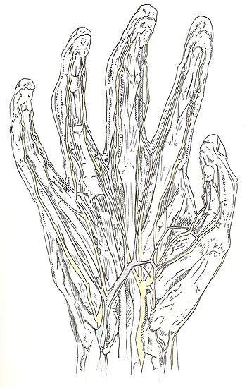 Image result for Hand Dissection