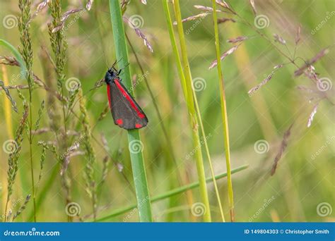 Cinnabar Moth Tyria Jacobaeae Stock Image - Image of closeup ...