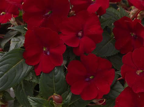 SunPatiens® Compact Red - Impatiens x hybrida | Annual plants, Deer ...
