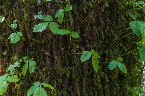 Castle Rock Falls - Sempervirens Fund