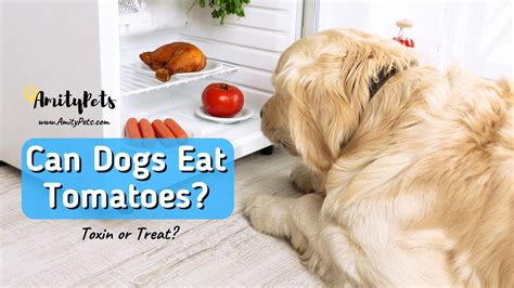 Can Dogs Eat Tomatoes? [toxic or treat? what every dog owner needs to know] – Amity Pets