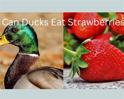 Can Ducks Eat Strawberries? - PlantNative.org