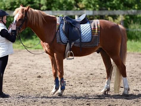 Horse Types - The Equinest