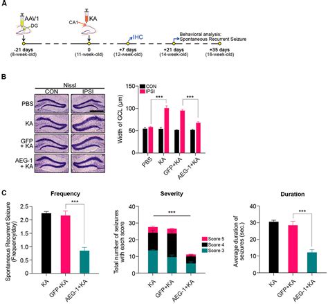 Inhibition of Granule Cell Dispersion and Seizure Development by ...