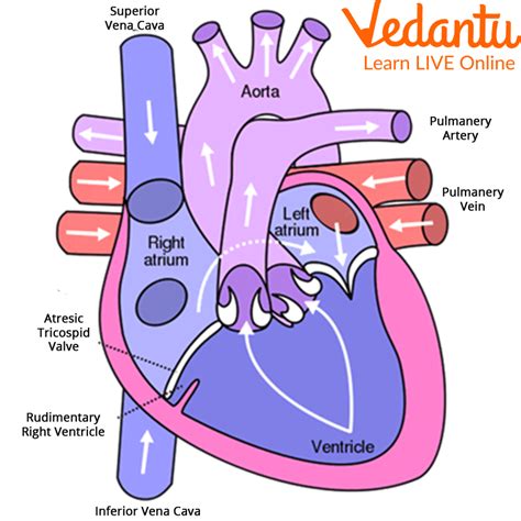 Image result for Cardiac System Explained Simple Beginners