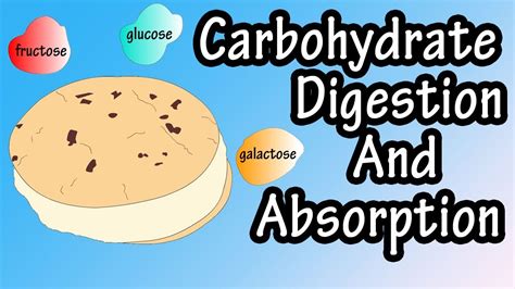How Are Carbs Digested 的图像结果
