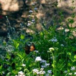 Admire the gardens of Tohono Chul