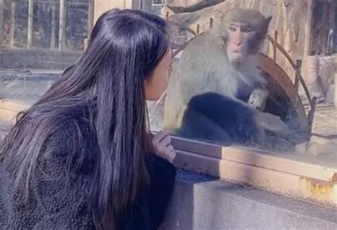 吉林一女子跟猴打招呼，猴子吓得哆嗦，网友：果然猴子怕“老虎”_腾讯新闻