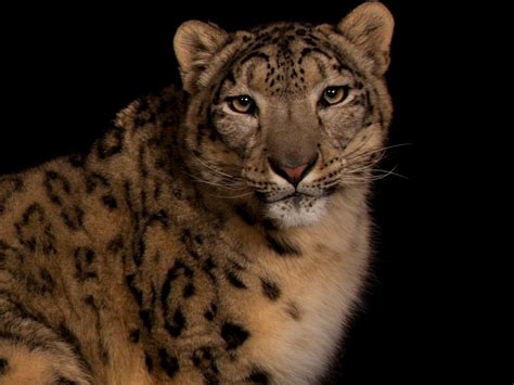 Other Names For Snow Leopard - Design Talk