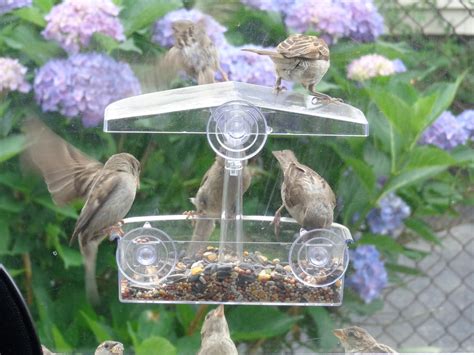 Free Images : hummingbird, bird feeder 4608x3456 - - 162786 - Free ...