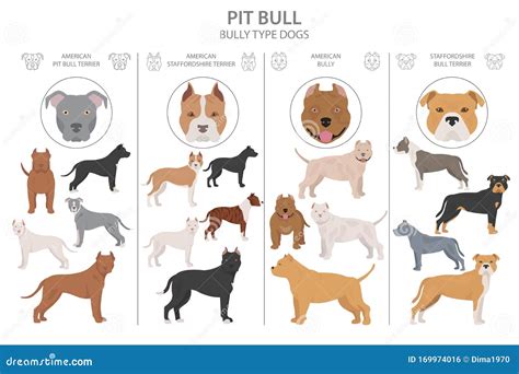 Pit Bull Type Dogs. Different Variaties of Coat Color Bully Dogs Set ...