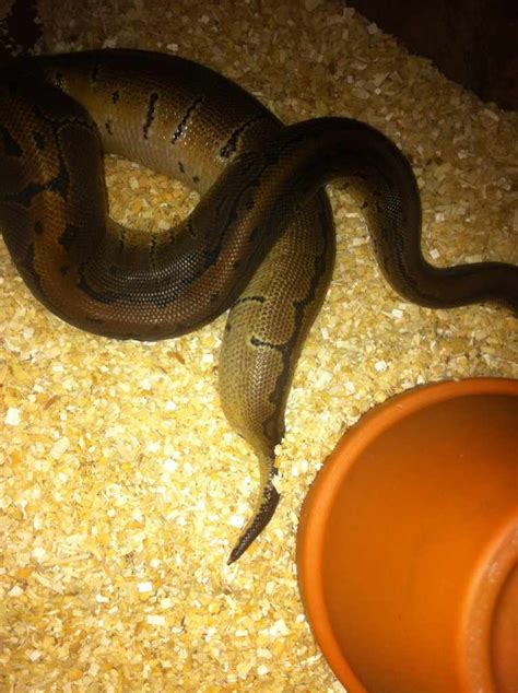 Python Poop 的图像结果