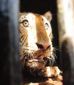 Tigers on the prowl