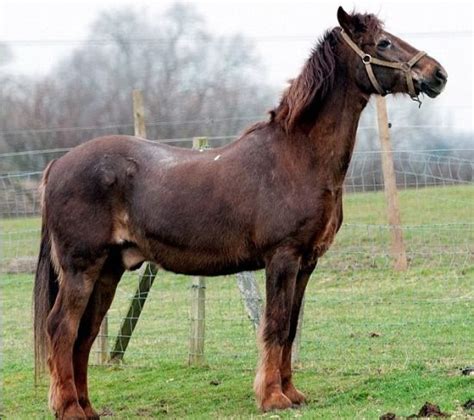 英国51岁高龄马可能为世界最长寿马匹(组图)_新闻中心_新浪网