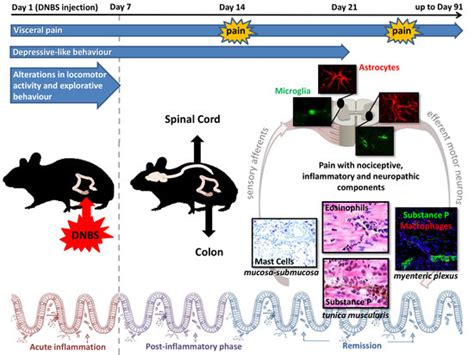 Deepening the Mechanisms of Visceral Pain Persistence: An Evaluation of ...