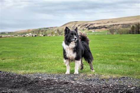 Icelandic Sheepdog Dog Breed Health and Care | PetMD