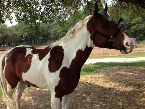 American Paint Horse Photography