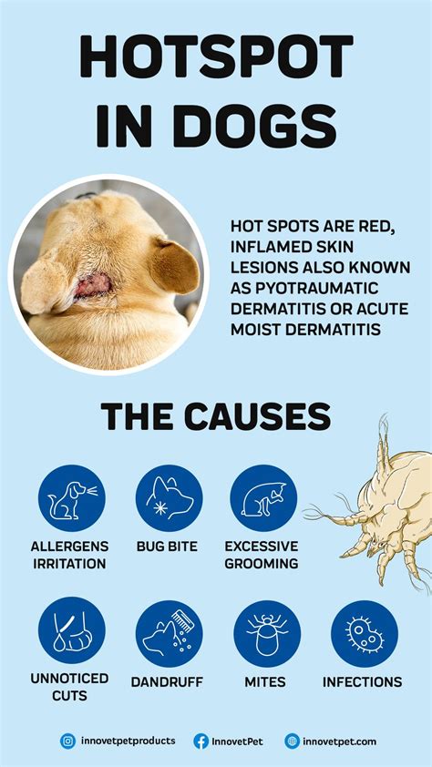 Hot Spots On Dogs: What To Look For And How To Treat Them | Dog bite ...