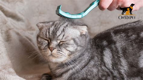 Hair Loss In Cats: Cause and Treatment – OH MY PET