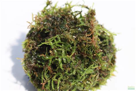 Image result for Best Fish for Java Moss