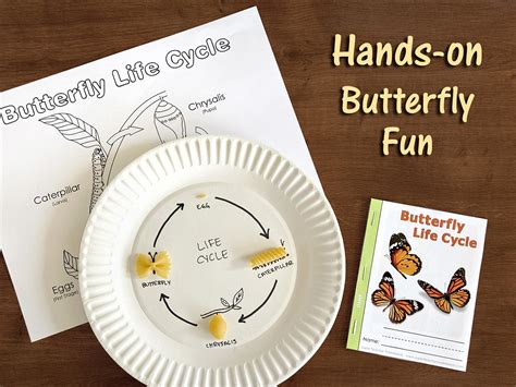 Life Cycle of a Butterfly Using Pasta Blog Post