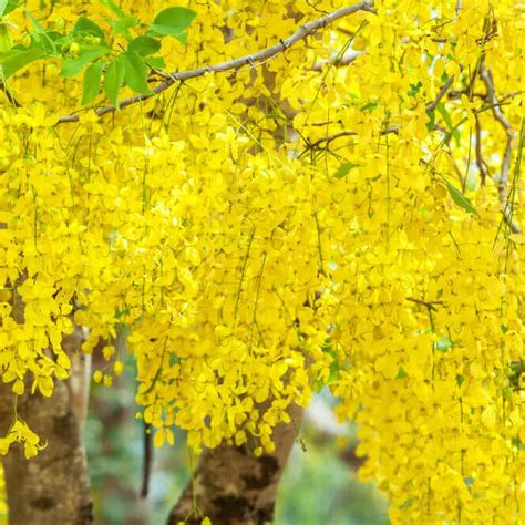 Cassia Fistula Live Plant (Indian Laburnum / Golden Shower Tree) Flowe ...