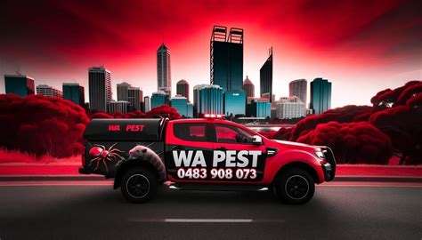 Spiders in Trigg? - WA Pest Control