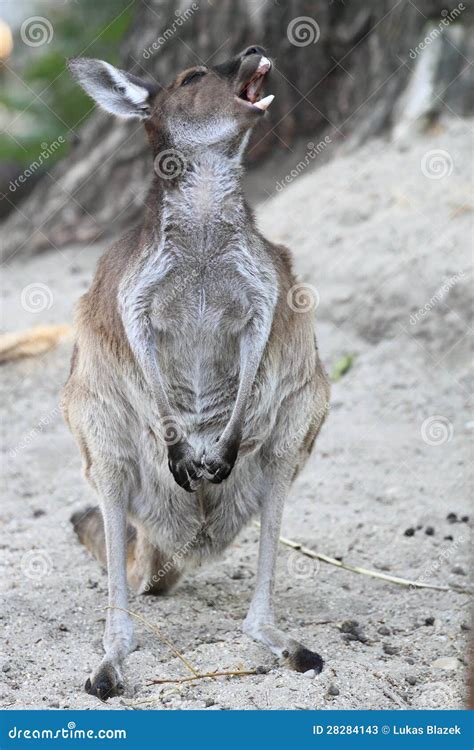 Western grey kangaroo stock image. Image of animal, macropod - 28284143