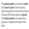 gland is called the master gland and it produce ____ harmones - Brainly.in