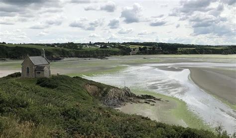 Sanglier mort, alerte déclenchée… En Bretagne, les algues vertes font ...