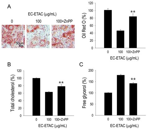 Brown Algae Ecklonia cava Extract Modulates Adipogenesis and Browning ...