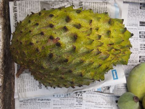 Durian Belanda - Year of the Durian