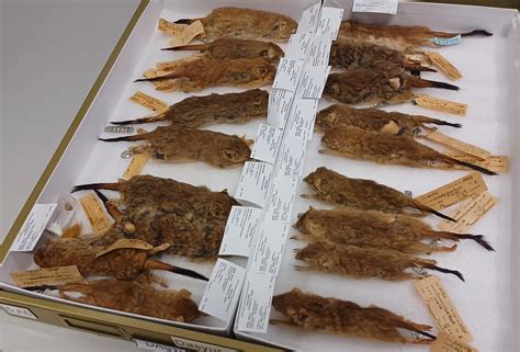 Bittersweet Findings – Scientists Discover Three New Marsupial Species, but They Are All Likely ...