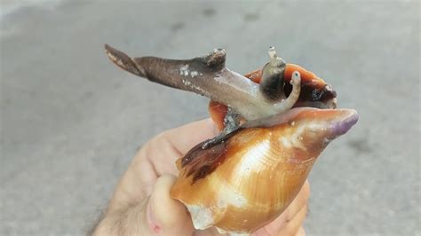 Image result for Conch Shell Animal