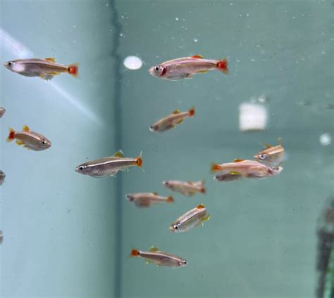 White Clouds /mountain minnows (Tanichthys albonubes) – Tropical Aquarium