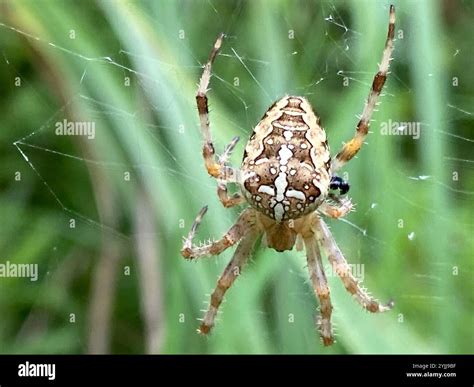 Cross Orbweaver (Araneus diadematus Stock Photo - Alamy
