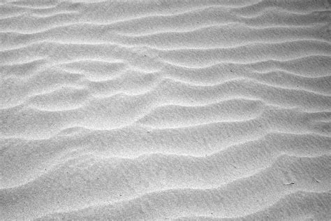 Image result for Sand Lizard