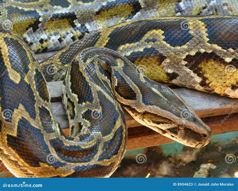 Python Boa Eating Dog 的图像结果