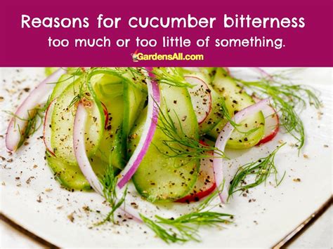 Why Are My Cucumbers Bitter? - GardensAll