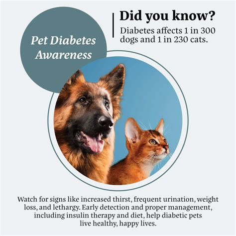 How Long Will a Dog With Diabetes Live: Lifespan Insights - Diabetes Diet Life