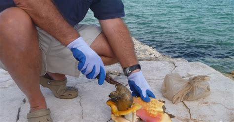 Image result for Cleaning Conch Shells