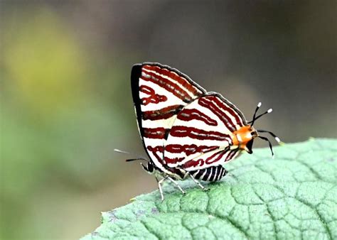 Spindasis lohita himalayanus | Butterfly