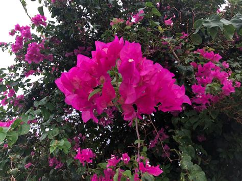 Highlights of Barbados Sightseeing Tour 2021 - Viator