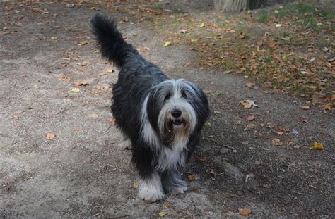 Bobtail: Dog Breed Information, Facts and Pictures | Dog Lover India
