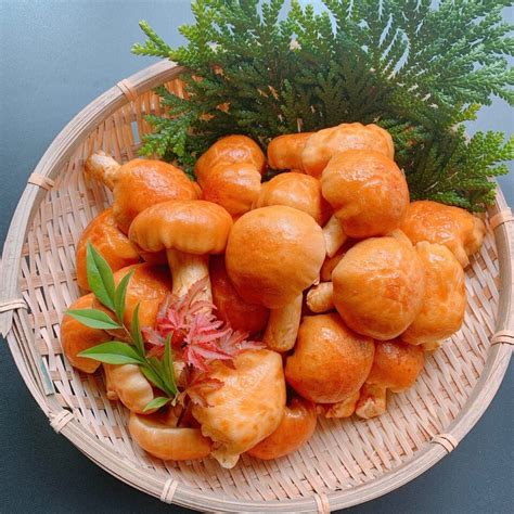 木滑なめこ | 山立会