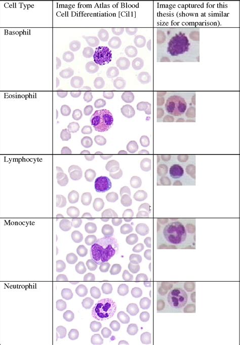 Labeled Blood Cells Under Microscope-red Blood Cells
