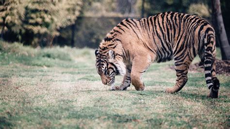 Wallpaper tiger, predator, walk, grass hd, picture, image