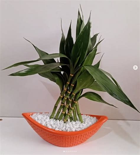 Image result for Bambu Da Sorte