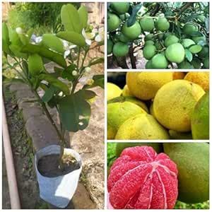 Plantopia Thai Grafted Pomelo(Thong Dee)/Pomelo/Citrus maxima Hybrid ...
